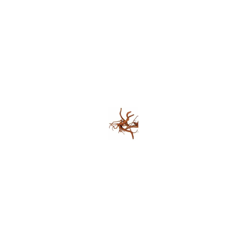 Racine araignée S
