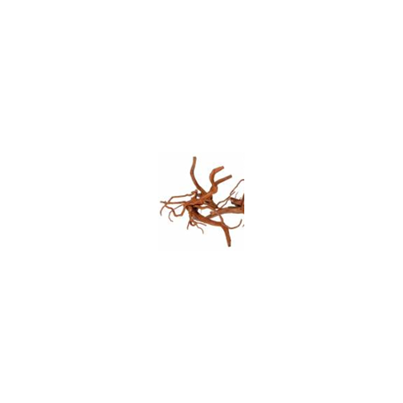 Racine araignée S