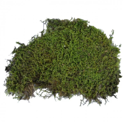 Vivarium moss LUCKY REPTILE