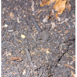 Substrat Iules/Isopodes/Cétoines