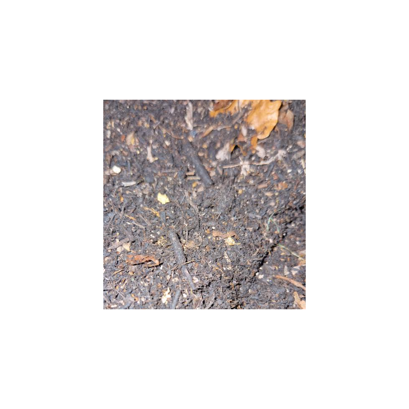 Substrat Iules/Isopodes/Cétoines