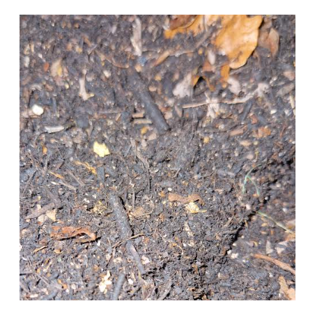Substrat Iules/Isopodes/Cétoines