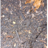 Substrat Iules/Isopodes/Cétoines