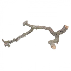Branche de liège 40-60cm