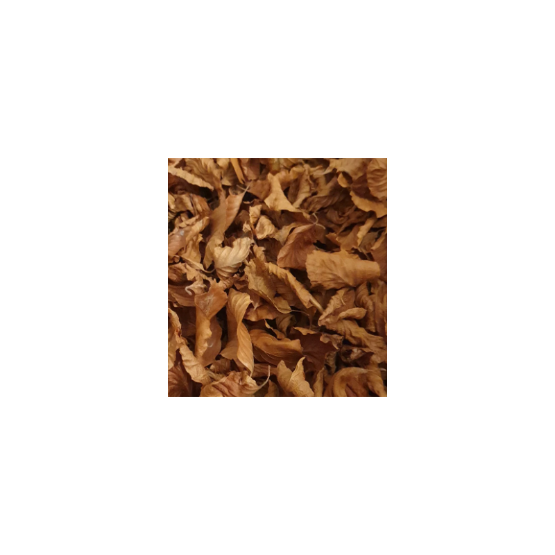 Feuilles de hêtre 5L