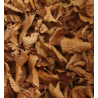 Feuilles de hêtre 5L