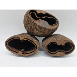 Cosse de palmier