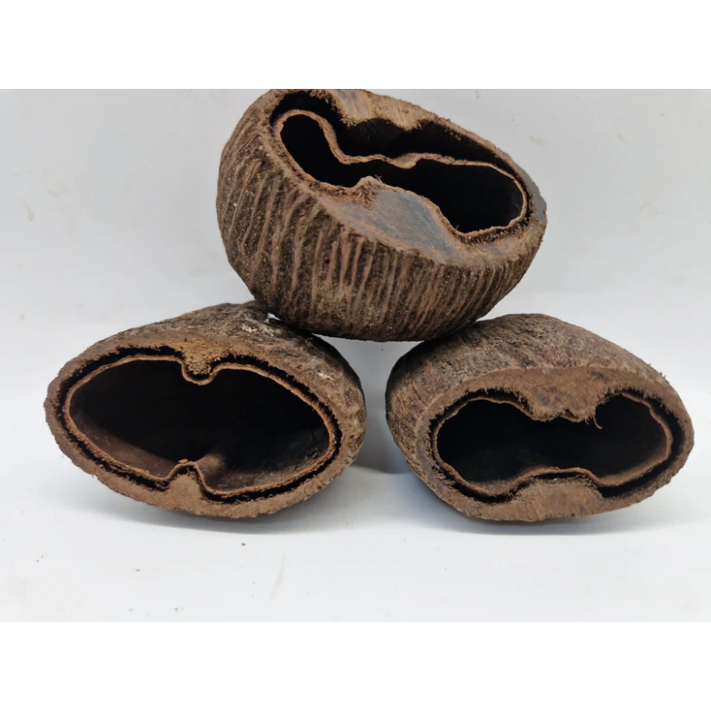 Cosse de palmier