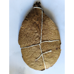Feuilles de catappa x20 15-18cm