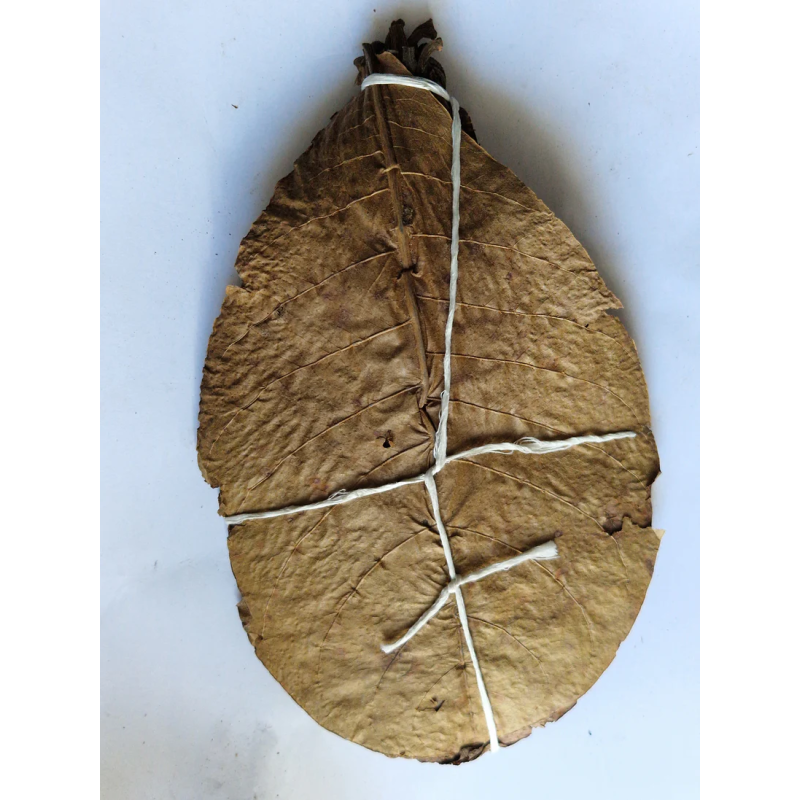 Feuilles de catappa x20 15-18cm