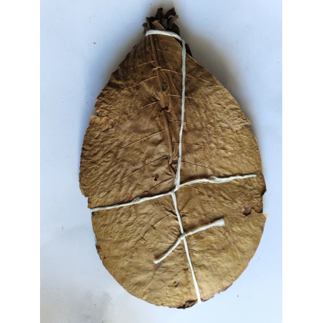 Feuilles de catappa x20 15-18cm
