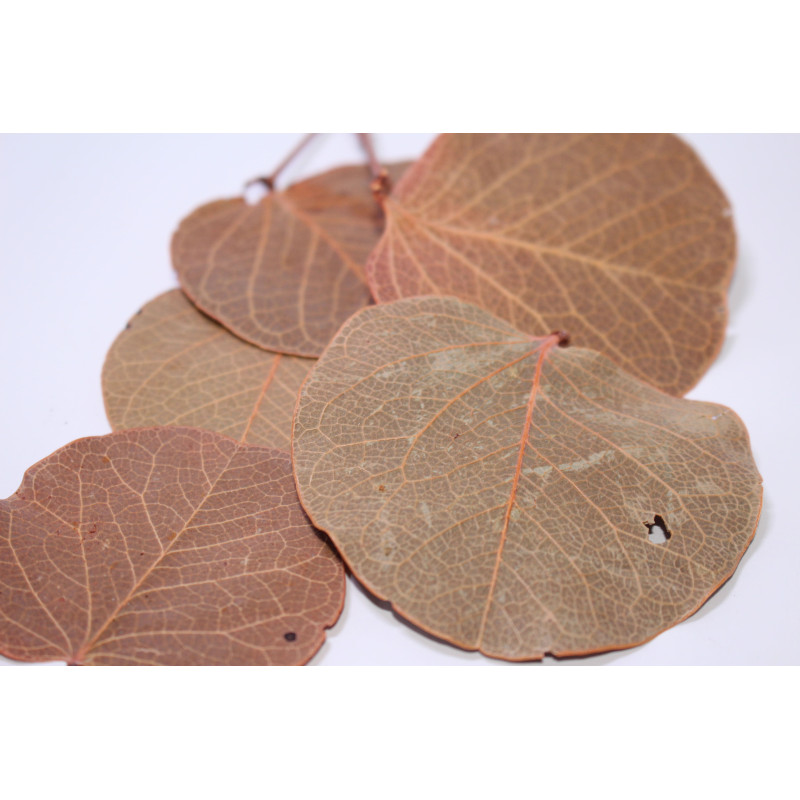 Feuilles de moneta 10gr