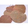 Feuilles de moneta 10gr