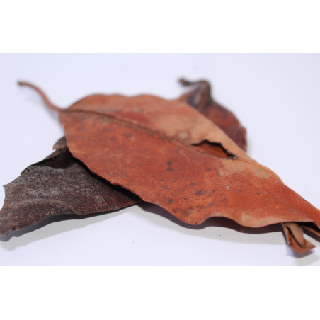 Feuilles de mangrove 10gr