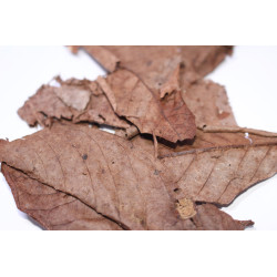 Feuilles de noyer 10gr