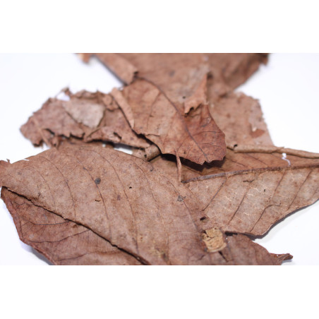 Feuilles de noyer 10gr