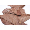 Feuilles de noyer 10gr