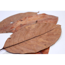 Feuilles de jacquier 10gr