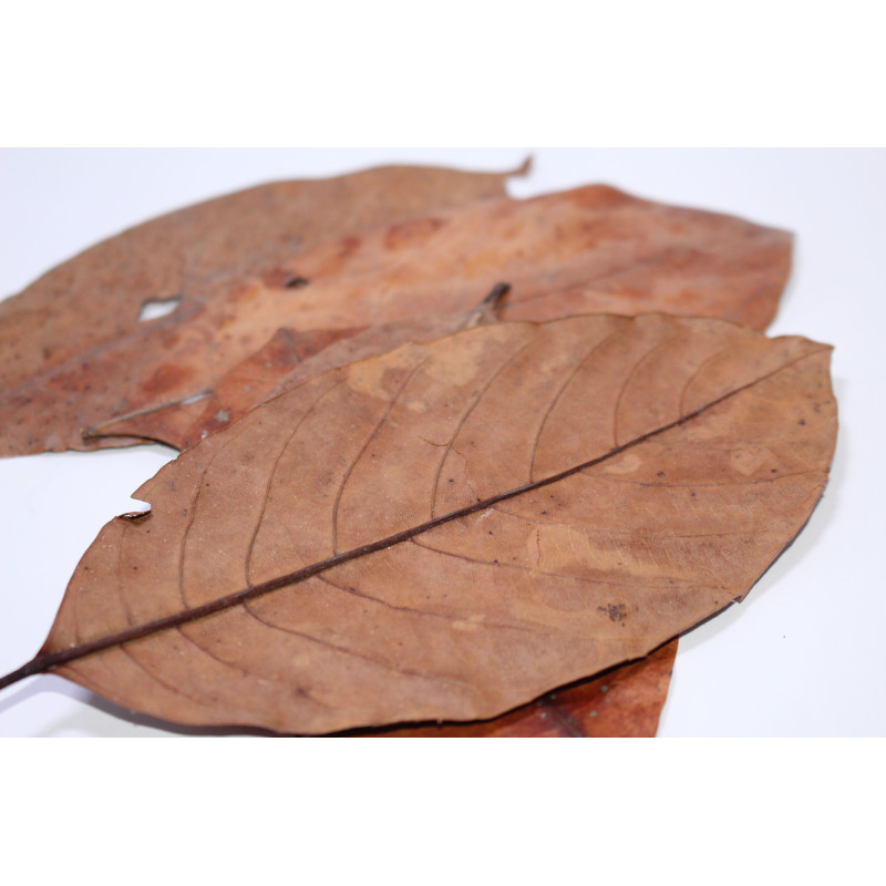 Feuilles de jacquier 10gr