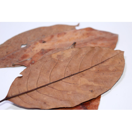 Feuilles de jacquier 10gr