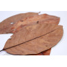 Feuilles de jacquier 10gr