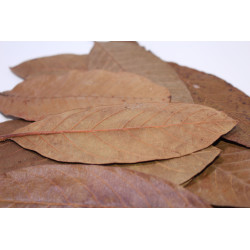 Feuilles de goyave 10gr