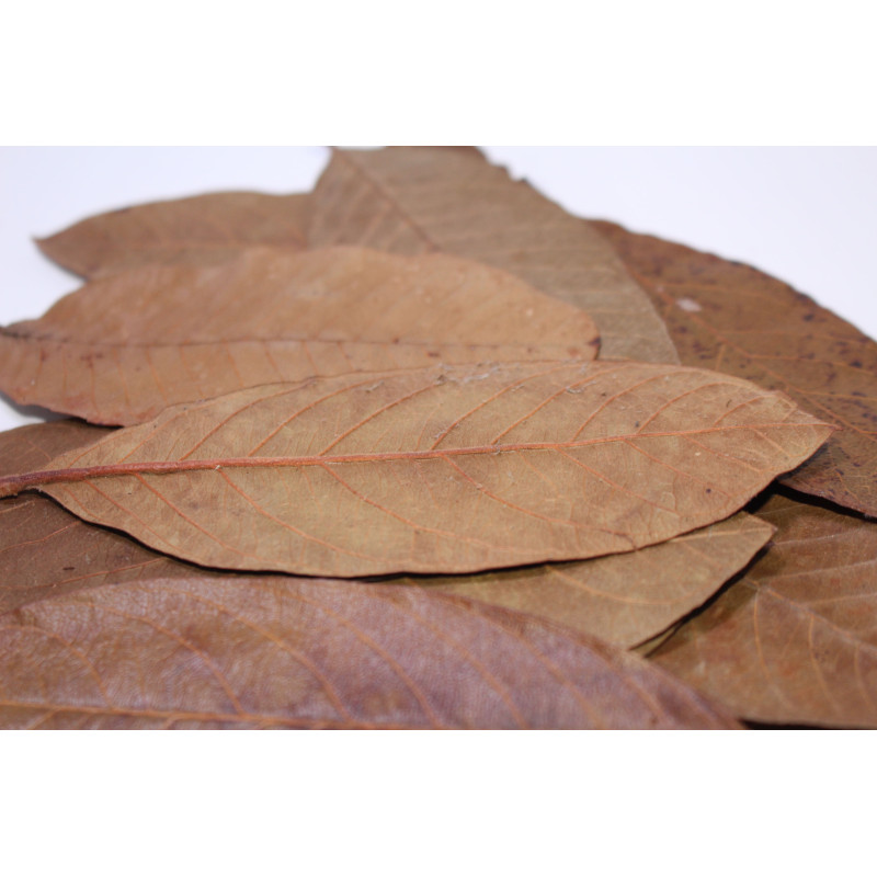 Feuilles de goyave 10gr