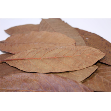 Feuilles de goyave 10gr
