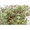 Callisia repens