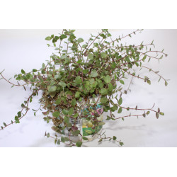 Callisia repens