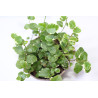 Ficus pumila