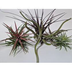 Tillandsia mix