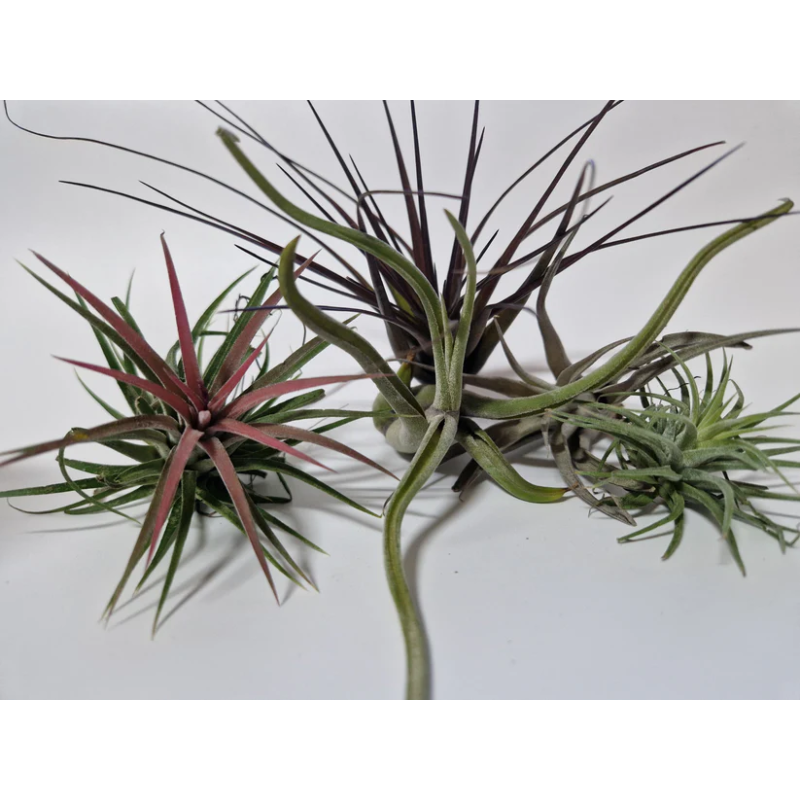 Tillandsia mix