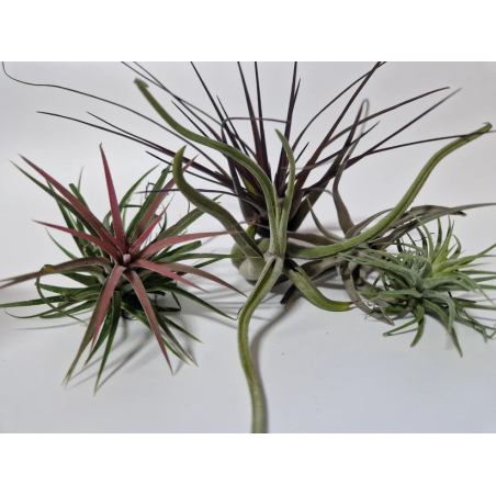 Tillandsia mix