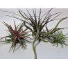 Tillandsia mix