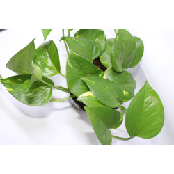Scindapsus aureum