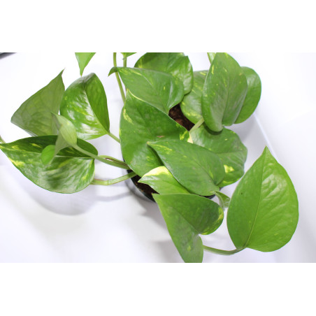 Scindapsus aureum