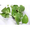 Scindapsus aureum