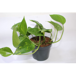 Scindapsus aureum