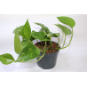 Scindapsus aureum