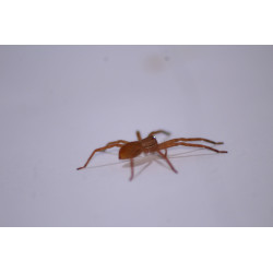Cupiennius salei