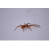 Cupiennius salei