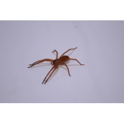 Cupiennius salei