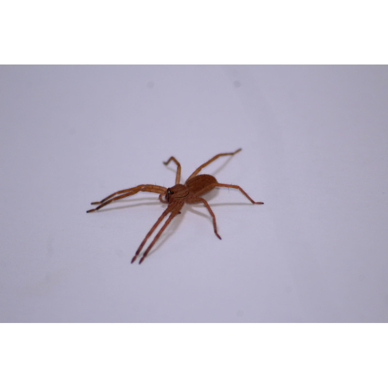 Cupiennius salei