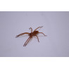 Cupiennius salei