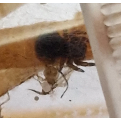 Eresus walckaenaeri