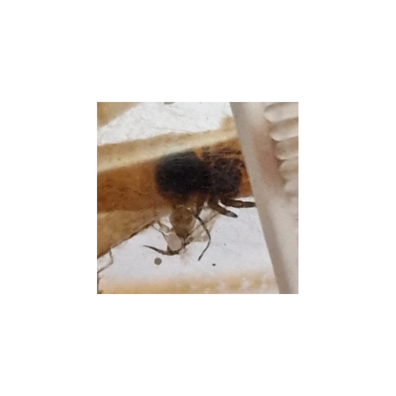 Eresus walckaenaeri