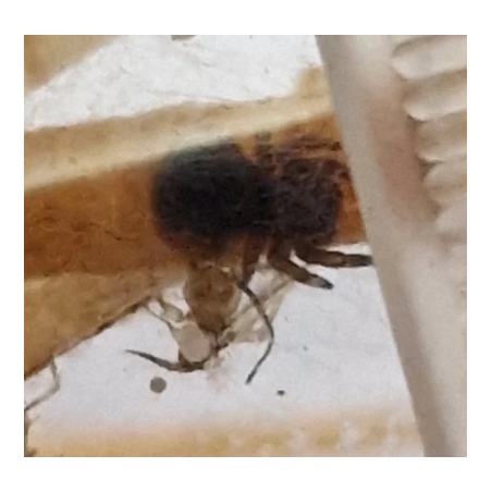 Eresus walckaenaeri