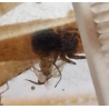 Eresus walckaenaeri