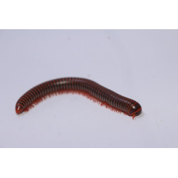 Atopochetus spinimargo